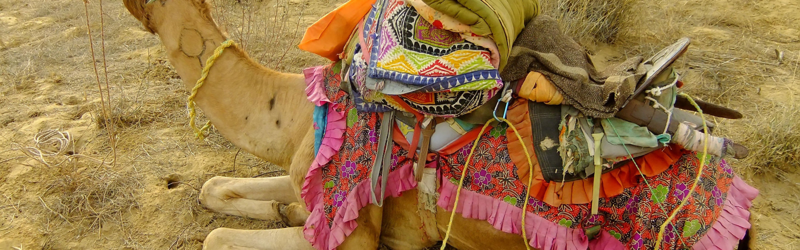 Camel Fair Tour 2015, Pushkar, Rajasthan